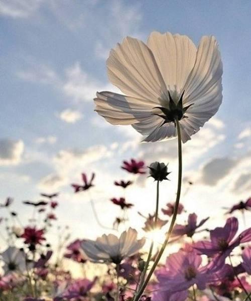 大波斯菊花的花语及其意义（探索大波斯菊花的丰富花语）