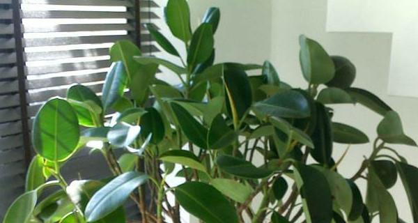 绿橡皮树养殖方法有哪些？养殖过程中应注意什么问题？