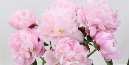 芍药花（以芍药花点亮家庭温馨生活在幸福的芳香中）