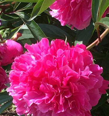 芍药花(以芍药花点亮家庭温馨生活在幸福的芳香中)