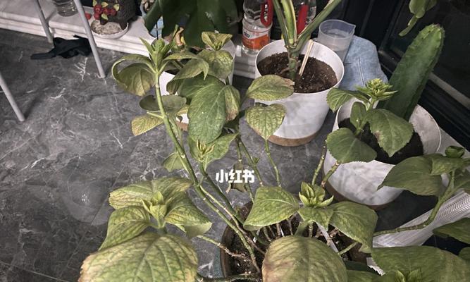 绣球花叶子干枯了怎么办？如何有效预防和处理？