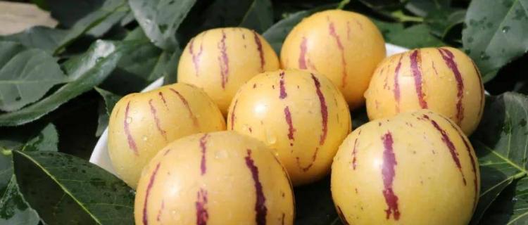 人参果冬天会冻死吗？如何在寒冷季节保护人参果？