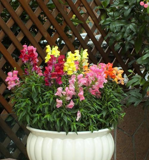 金鱼草花期是什么时候？如何延长金鱼草的开花时间？