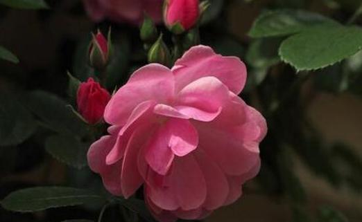 探寻粉色花朵所传递的丰富情感与意义 粉色花朵的浪漫花语