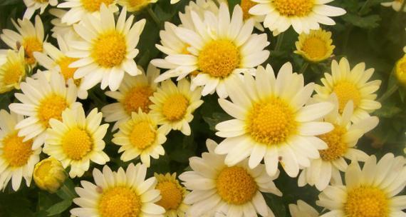 小雏菊图片及花语大全（赏析可爱的小雏菊）