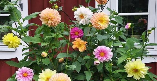 大丽花多久浇一次水?如何正确进行浇水管理?