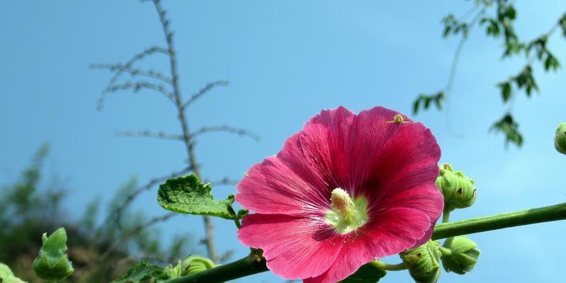 木芙蓉通常在哪个季节开花？开花期持续多久？