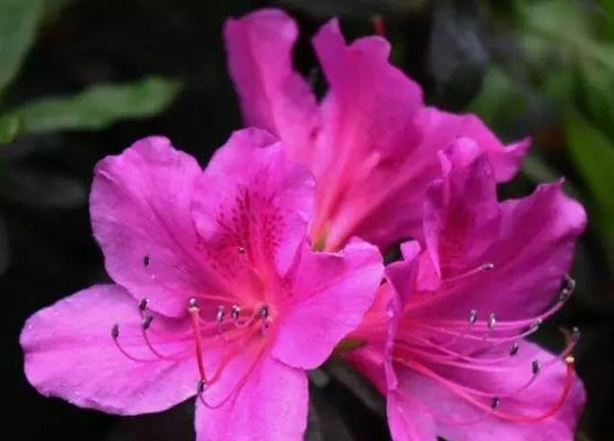 以有什么花的花语为主题的花卉语言解析 爱花语——用花表达爱的情感