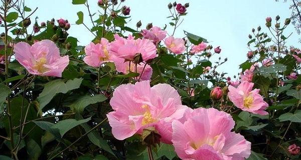 木芙蓉通常在哪个季节开花？开花期持续多久？