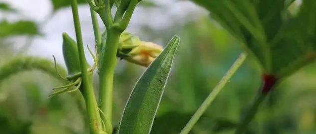 秋葵是多年生还是年生植物？种植秋葵的常见问题解答