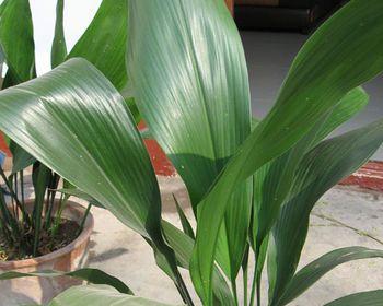 绽放生命的奇迹 一叶兰开花的寓意与象征