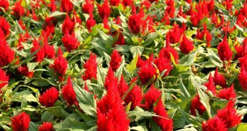 红花盛开，传递情谊（一串红花）