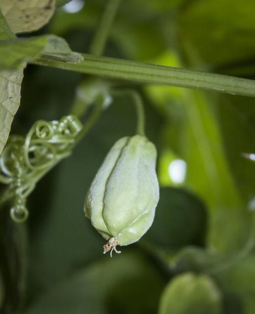 吊瓜有哪些神奇的功效与作用？如何正确食用吊瓜？_花植网