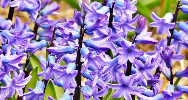 紫色花语风信子（紫色风信子的花语解读及其文化意义）