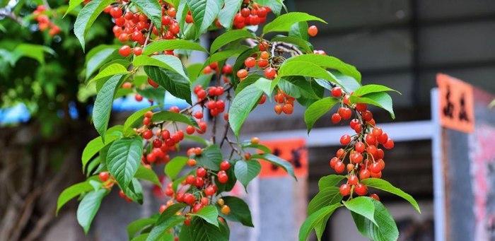 上虞樱桃何时成熟上市？最佳采摘时间是什么时候？