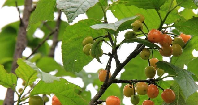 上虞樱桃何时成熟上市？最佳采摘时间是什么时候？