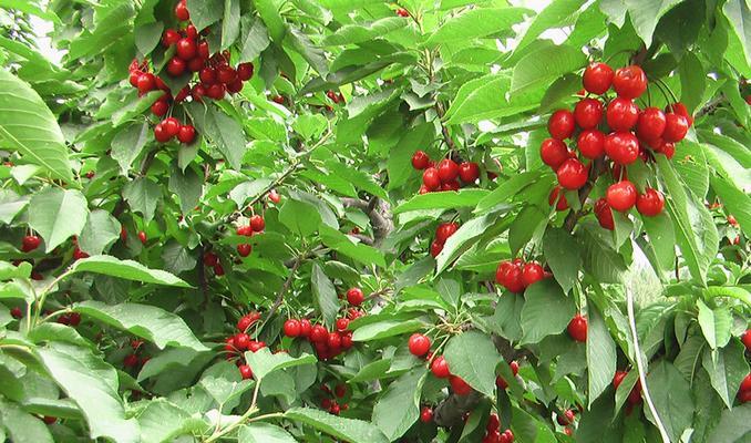 上虞樱桃何时成熟上市？最佳采摘时间是什么时候？