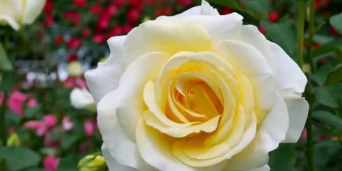 白玫瑰的花语与寓意（揭秘白玫瑰的神秘之谜）