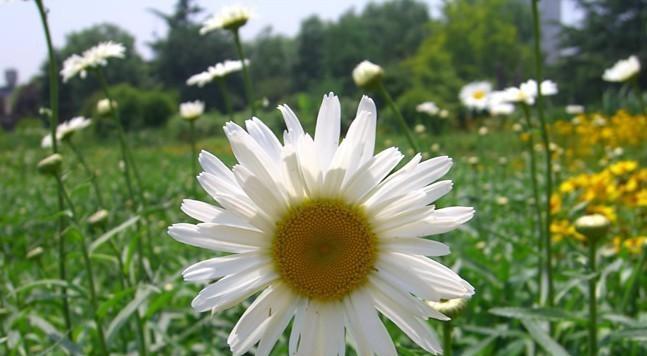 大滨菊的花语与寓意（探索大滨菊的含义与象征）