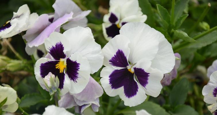 三色堇的花期是什么时候？如何延长花期？