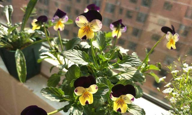 三色堇的花期是什么时候？如何延长花期？