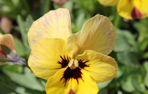 三色堇的花期是什么时候？如何延长花期？