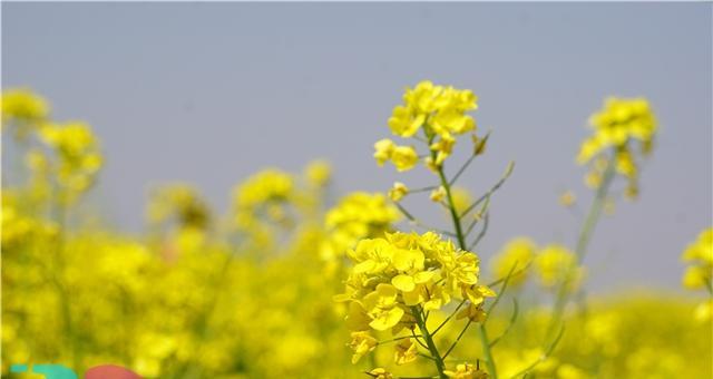 油菜开花吗？油菜开花的样子是怎样的？