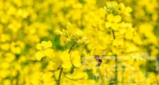 油菜开花吗？油菜开花的样子是怎样的？