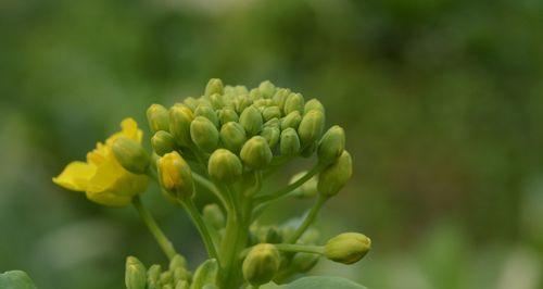 油菜开花吗？油菜开花的样子是怎样的？