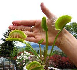 捕蝇草分株的最佳时机是什么时候？分株后如何护理？