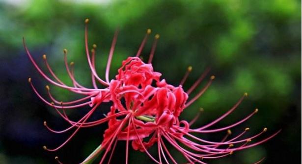 彼岸花（从火焰中重生的奇迹）