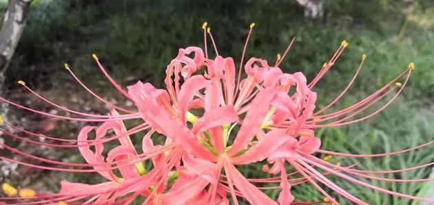 彼岸花（从火焰中重生的奇迹）