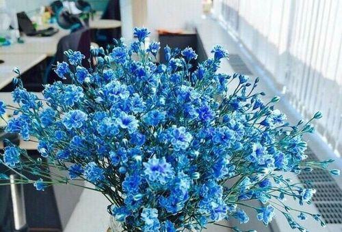 缤纷花海，满天星花语（绚丽多彩）