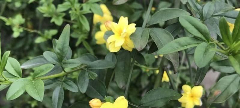 迎春花什么时候种植最好？种植后生长周期是多久？