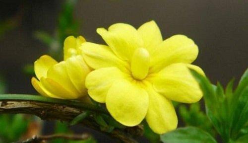 迎春花什么时候种植最好？种植后生长周期是多久？