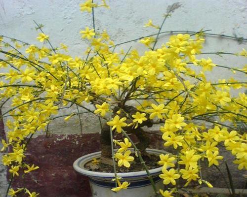 迎春花什么时候种植最好？种植后生长周期是多久？