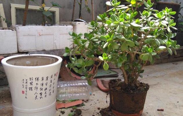 玉兰花移盆后需要浇水吗？移盆后的正确浇水方法是什么？