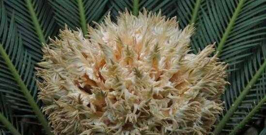 铁树的寓意与象征意义(探索铁树的无尽生命力与坚韧精神)