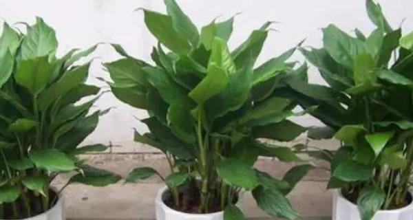 万年青有毒吗？室内养护需要注意什么？