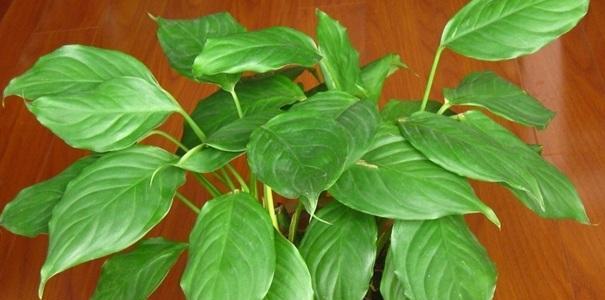 万年青有毒吗？室内养护需要注意什么？