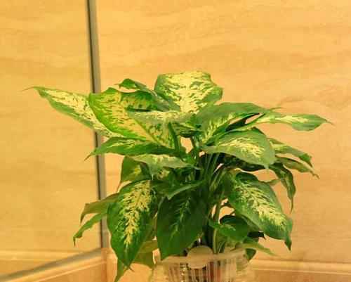 万年青有毒吗？室内养护需要注意什么？