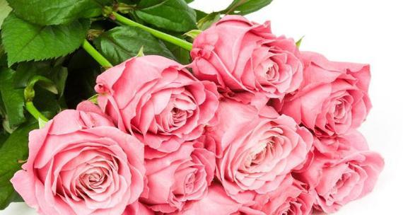 粉红色玫瑰花的花语与寓意（探索玫瑰花语中粉红色的秘密）