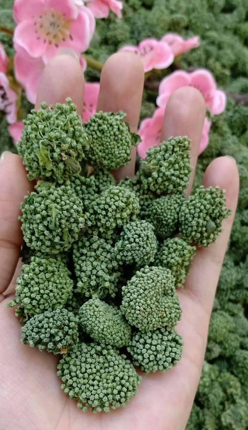 三七花的开花时间及花朵特征是什么？