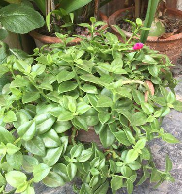 三七花的开花时间及花朵特征是什么？