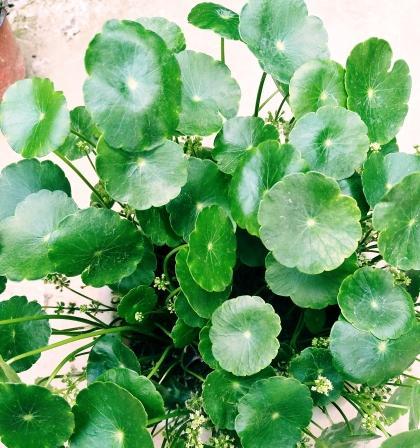 铜钱草的奇妙开花之谜（揭秘铜钱草的花语与成长密码）