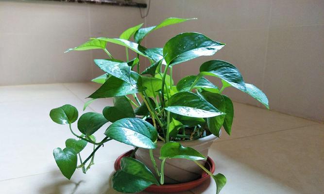 绿萝的花语与寓意——希望与幸福的象征（探寻绿萝的花语）