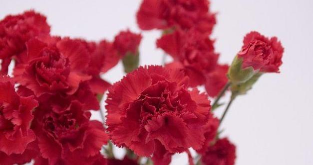 红色康乃馨的花语（探寻红色康乃馨背后的深意）