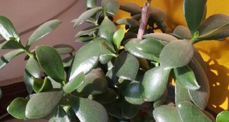 燕子掌开花周期是多久？每年开花几次？