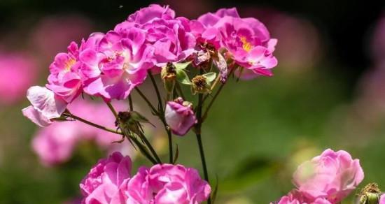 友谊花开——以白玫瑰的花语表达友谊（白玫瑰）