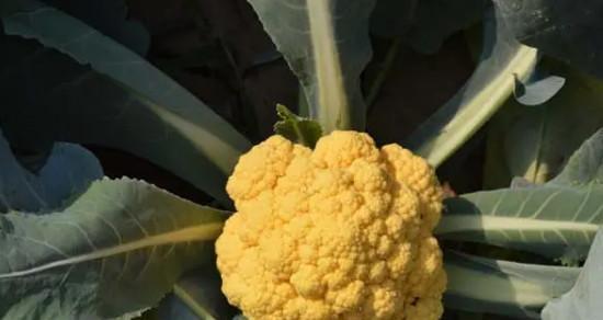 花菜含糖量高吗？糖尿病患者可以吃花菜吗？